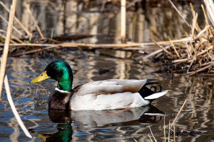 A male mallard duck swimming among reeds, its iridescent green head reflected in calm water