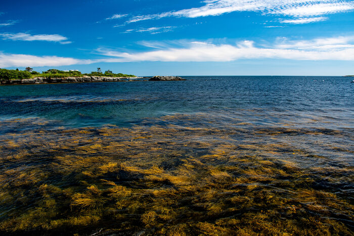 Golden seaweed floating beneath clear, shallow water at high tide along a rocky Maine coastline, with a wooded point in the distance