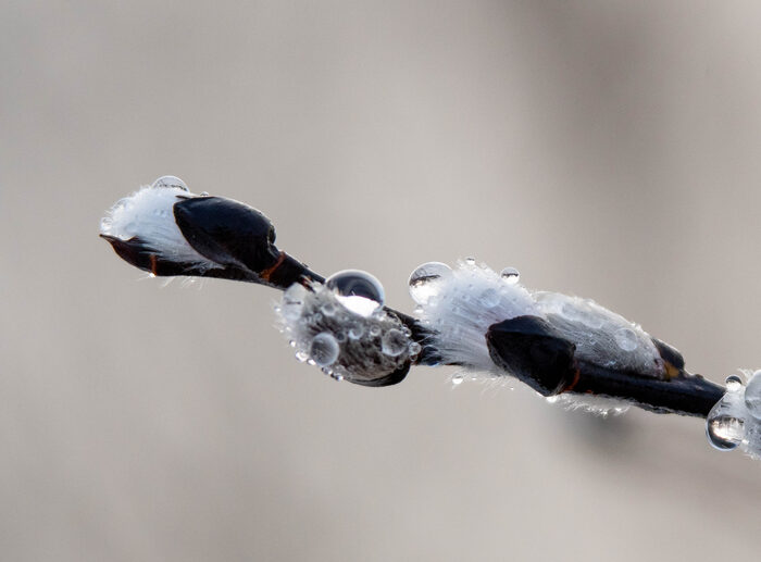 Close-up macro shot of pussy willow buds covered in water droplets