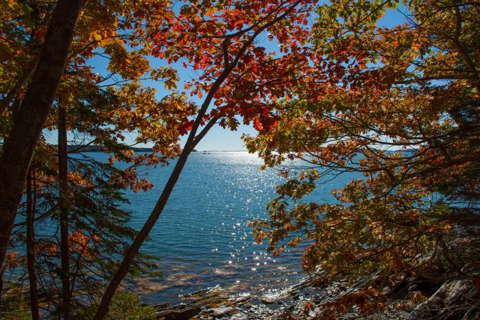 View of the water through fall foliage at Wolfe's Neck Woods State Park