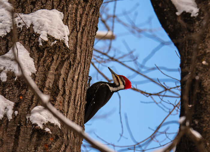 A pileated woodpecker with a bright red crest perched on a snowy tree trunk